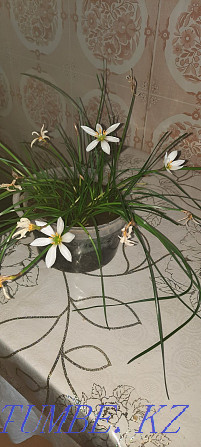 Indoor flower upstart in white Pavlodar - photo 3