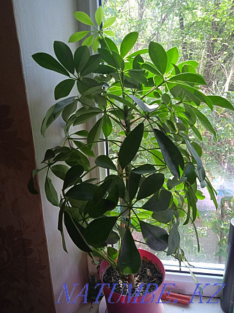 Selling houseplants. Ust-Kamenogorsk - photo 1