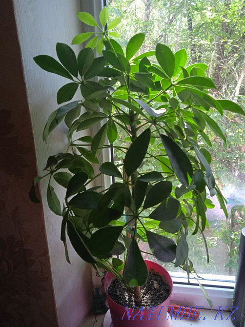 Selling houseplants. Ust-Kamenogorsk - photo 1