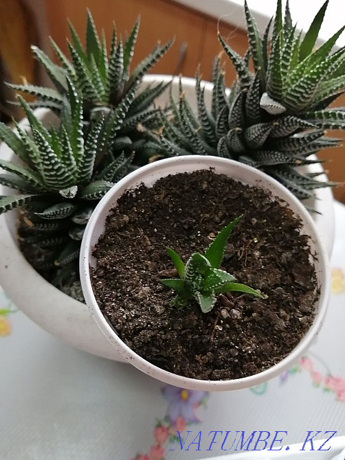 Продам комнатные цветы. Костанай - изображение 2