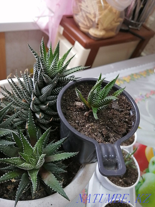 Продам комнатные цветы. Костанай - изображение 3