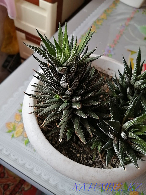 Продам комнатные цветы. Костанай - изображение 1