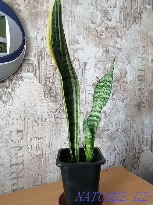 Продам комнатные цветы. Костанай - изображение 5