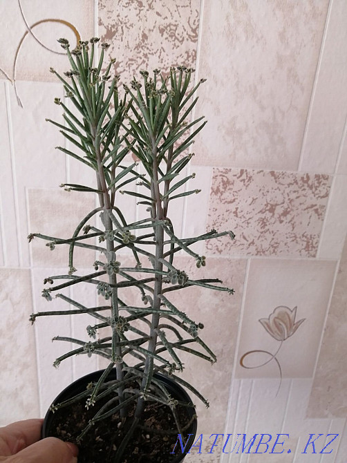 Продам комнатные цветы. Костанай - изображение 3