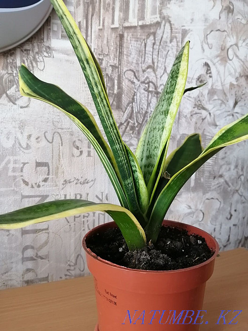 Продам комнатные цветы. Костанай - изображение 6