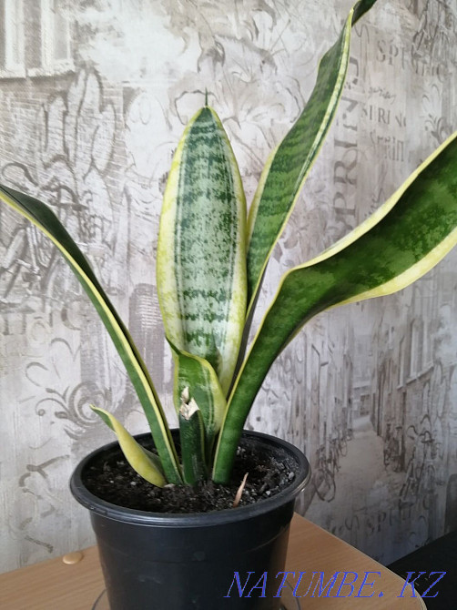 Продам комнатные цветы. Костанай - изображение 4