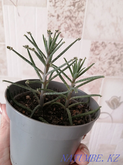 Продам комнатные цветы. Костанай - изображение 2