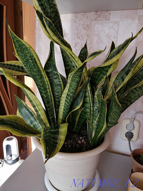 Продам комнатные цветы. Костанай - изображение 1