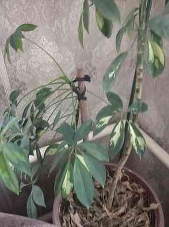 Растение Шефлера . Karagandy