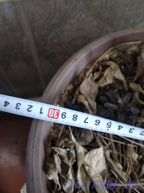 Shefler's plant. Karagandy - photo 4