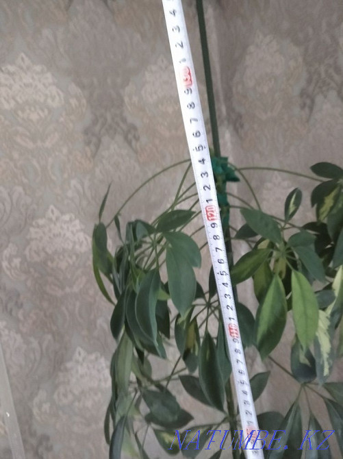 Shefler's plant. Karagandy - photo 3