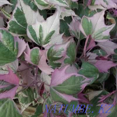 Ipomoea sweet potato, variegated, white-pink "Tricolor"! Almaty - photo 1