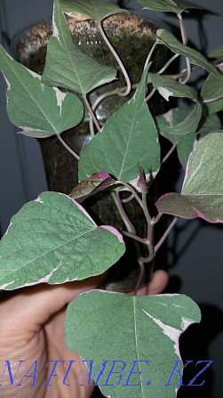 Ipomoea sweet potato, variegated, white-pink "Tricolor"! Almaty - photo 2