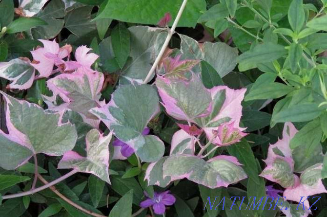 Ipomoea sweet potato, variegated, white-pink "Tricolor"! Almaty - photo 3