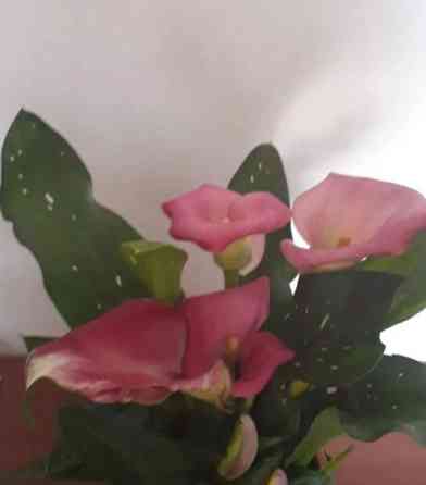 Цветок-калла,очень красивое растение,цвет сиреневый. Shahtinsk