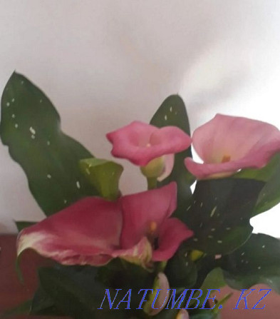 Calla flower, very beautiful plant, lilac color. Shahtinsk - photo 5