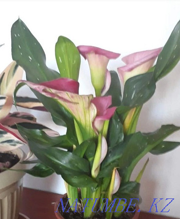 Calla flower, very beautiful plant, lilac color. Shahtinsk - photo 4