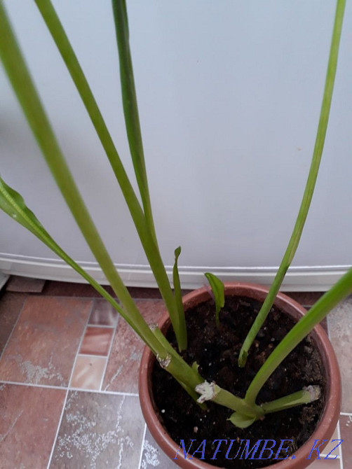 Цветок-калла,очень красивое растение,цвет сиреневый. Шахтинск - изображение 2