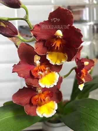 Продам орхидеи Павлодар