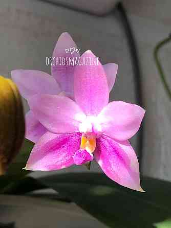 Продам орхидеи Pavlodar