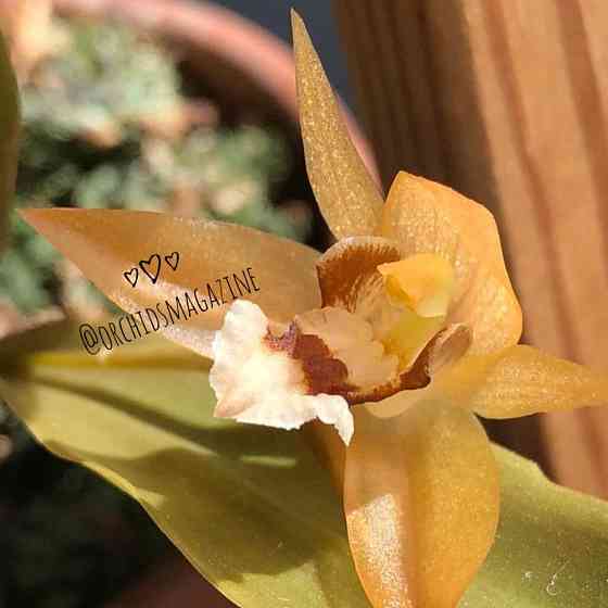 Продам орхидеи  Павлодар 