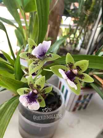 Продам орхидеи Pavlodar