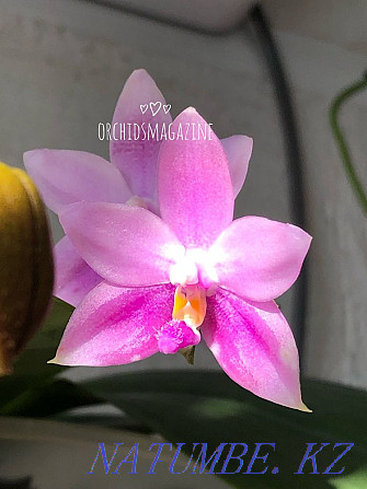 I will sell orchids Pavlodar - photo 6