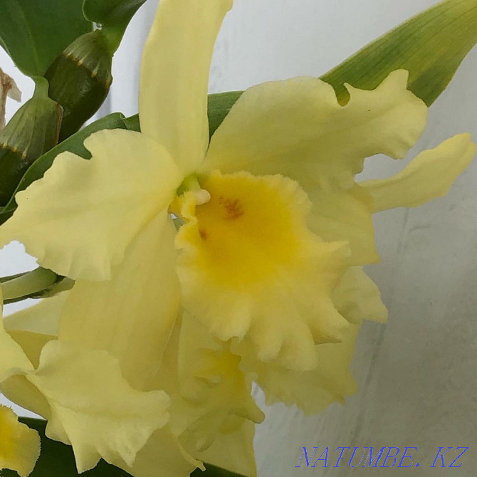 I will sell orchids Pavlodar - photo 8
