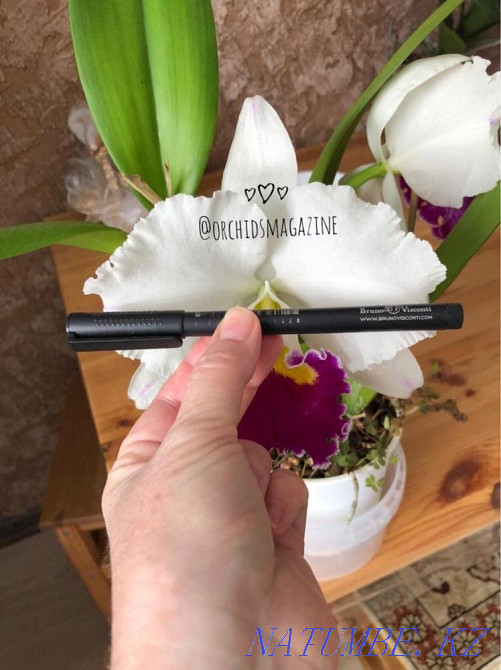 Продам орхидеи Павлодар - изображение 2