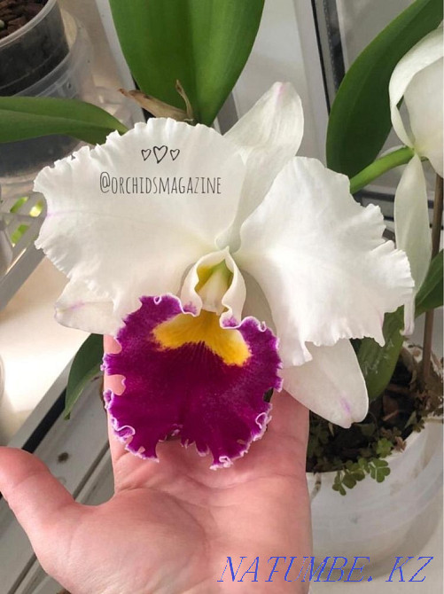 Продам орхидеи Павлодар - изображение 1