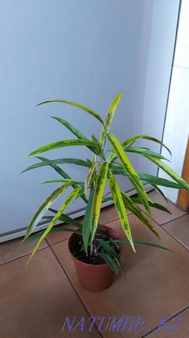 Ficus Ali Amstel жасыл алтын.  Алматы - изображение 7