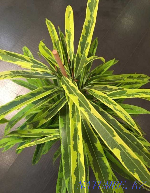 Ficus Ali Amstel жасыл алтын.  Алматы - изображение 1