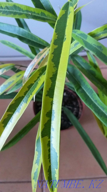 Ficus Ali Amstel жасыл алтын.  Алматы - изображение 6