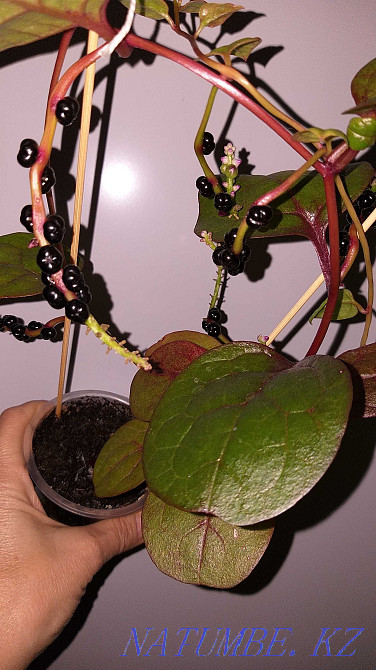 Unique, tasty and beautiful plant - Basella! Almaty - photo 5