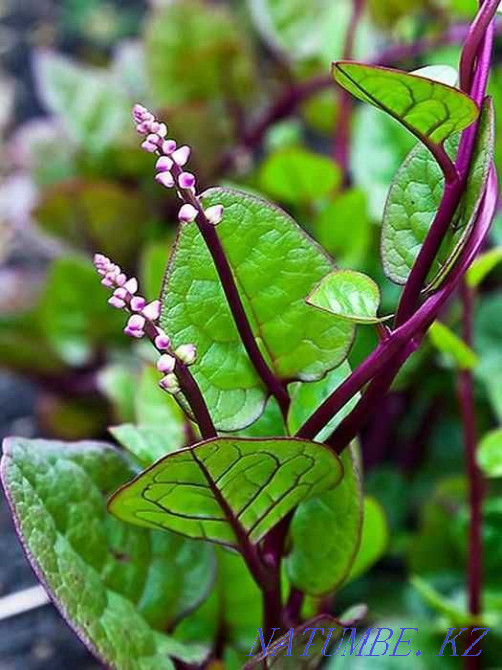 Unique, tasty and beautiful plant - Basella! Almaty - photo 2