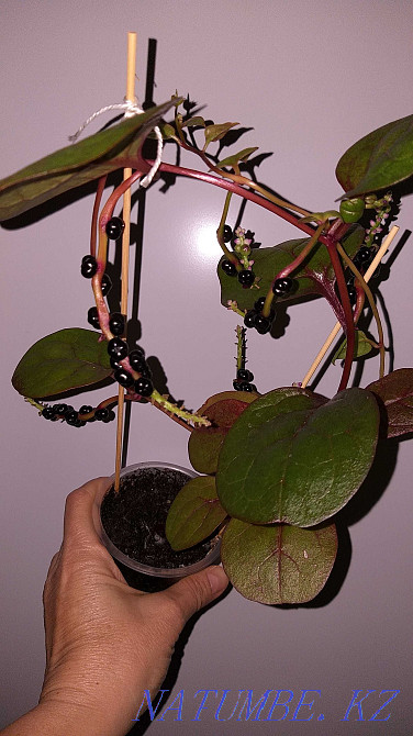 Unique, tasty and beautiful plant - Basella! Almaty - photo 4