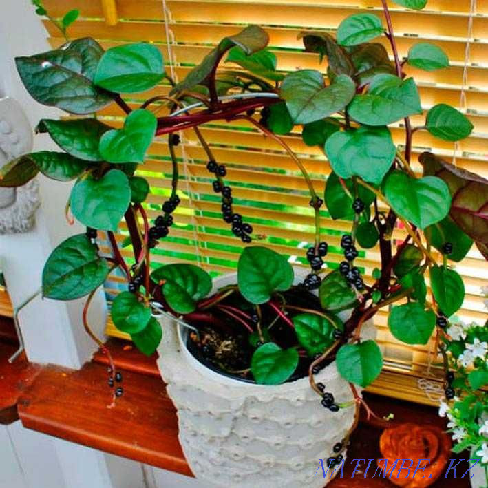 Unique, tasty and beautiful plant - Basella! Almaty - photo 1