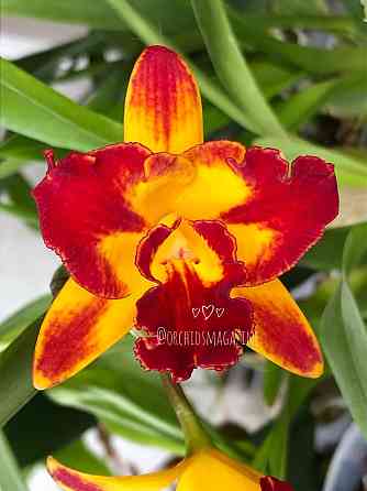 Продам орхидею Pavlodar