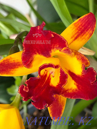 I will sell an orchid Pavlodar - photo 3