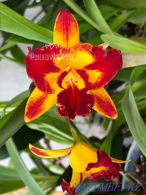 Продам орхидею Павлодар - изображение 2