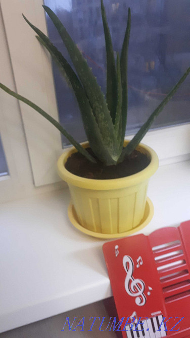 aloe vera 2.5-3 years Almaty - photo 1
