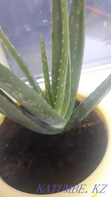 aloe vera 2.5-3 years Almaty - photo 2