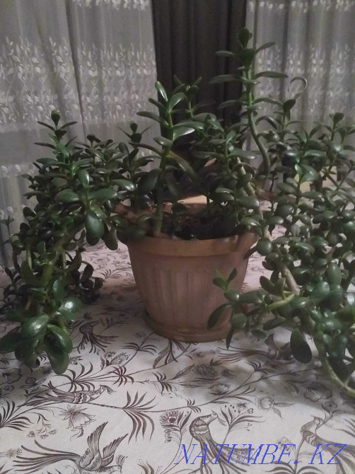 Продам герань махровую. Костанай - изображение 2