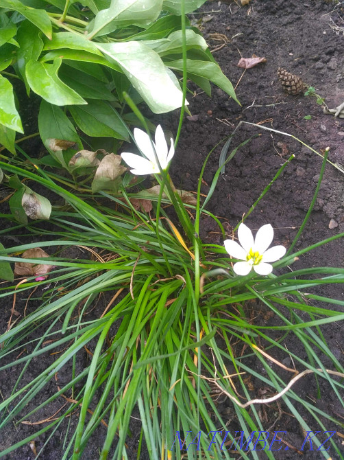 Продам герань махровую. Костанай - изображение 3