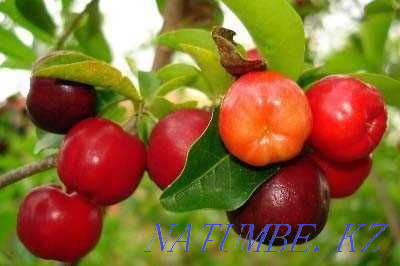 Barbados cherry. Almaty - photo 4