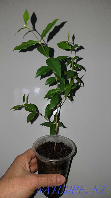 Barbados cherry. Almaty - photo 5