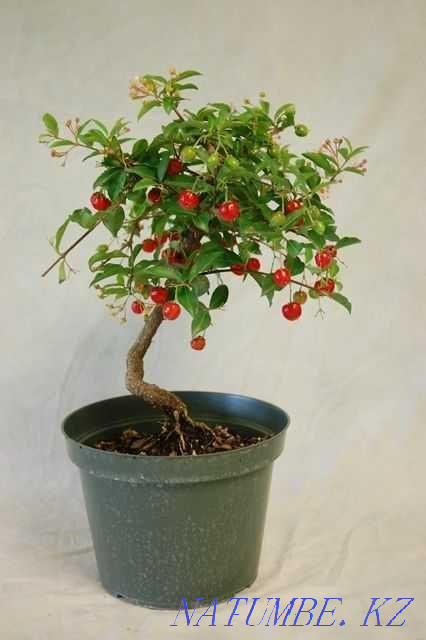 Barbados cherry. Almaty - photo 1