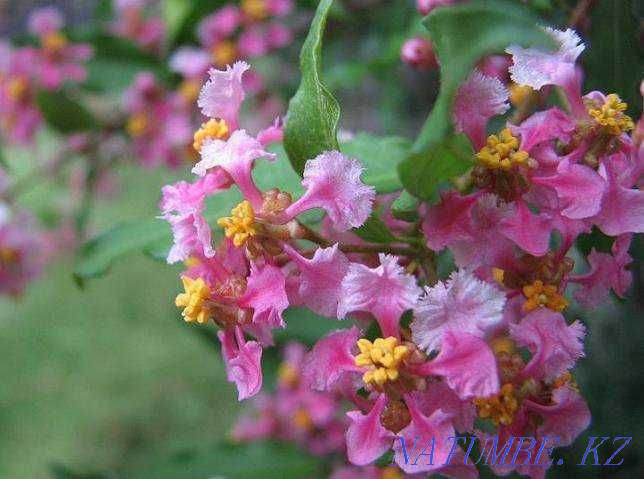 Barbados cherry. Almaty - photo 3