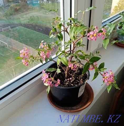 Barbados cherry. Almaty - photo 2