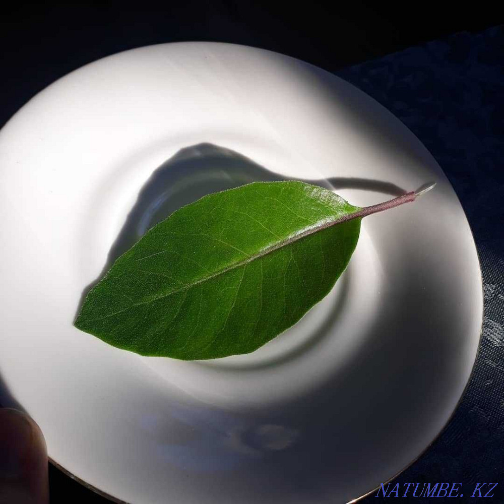 Gynura Procumbens medicinal plant (effectively reduces sugar). Almaty - photo 2